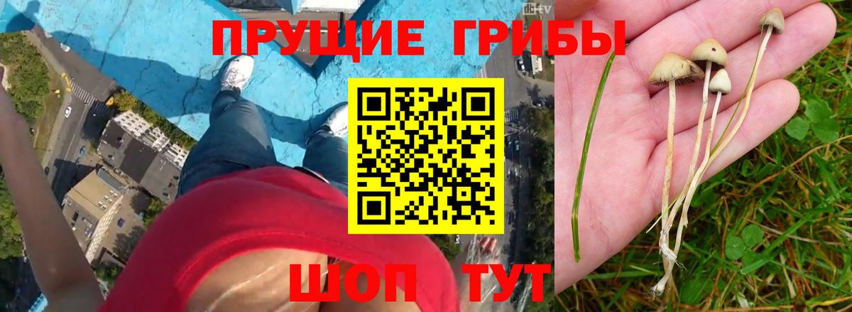 Новосибирск  Псилоцибиновые грибы MAGIC MUSHROOMS  Вход с VPN 